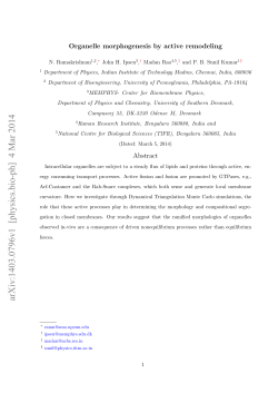 Organelle morphogenesis by active remodeling