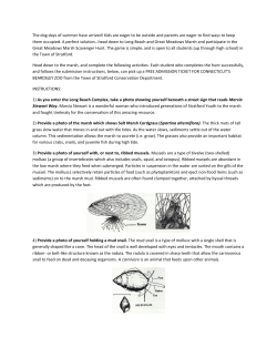 Marsh Scavenger Hunt