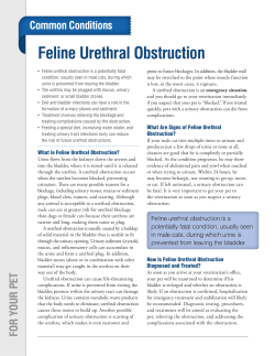 Feline Urethral Obstruction