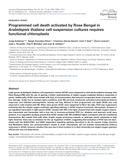Programmed cell death activated by Rose Bengal in Arabidopsis