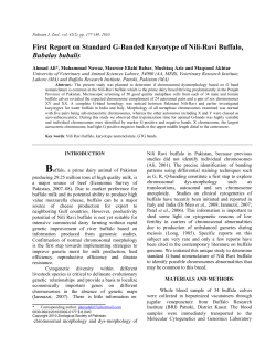 First Report of G-Banded Karyotype of Pakistani Lohi Sheep at