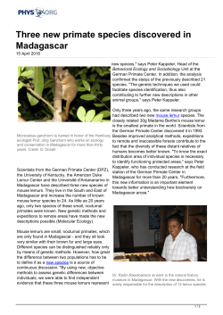 Three new primate species discovered in Madagascar