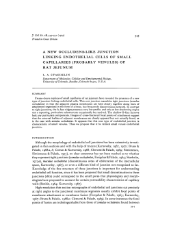 a new occludens-like junction linking endothelial cells of small