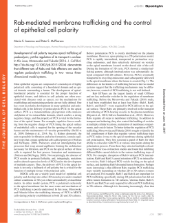 Rab-mediated membrane trafficking and the control of epithelial cell