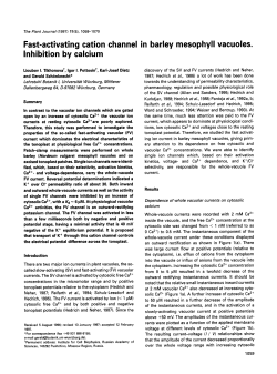 Fast-activating cation channel in barley mesophyll vacuoles