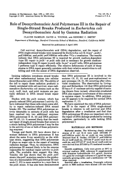 Role of Deoxyribonucleic Acid Polymerase III in the Repair of Single