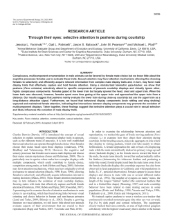 RESEARCH ARTICLE Through their eyes - Patricelli Lab