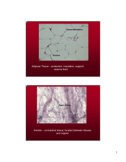 Adipose Tissue &ndash; protection, insulation, support, reserve food