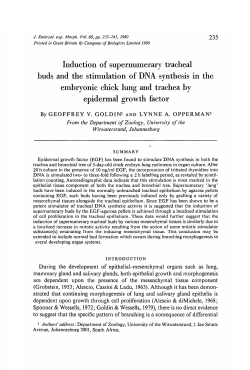 Induction of supernumerary tracheal buds and the
