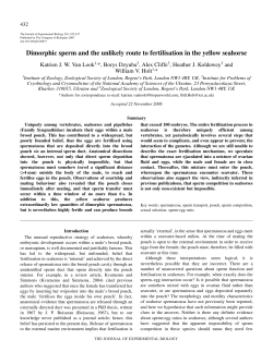 Dimorphic sperm and the unlikely route to fertilisation in the yellow