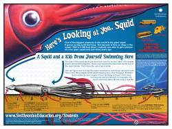 squid - Smithsonian Education