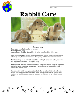Rabbit Care - Cat Care of Fayette