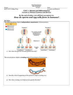 How do sperm and egg cells form in humans?