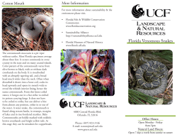 Florida Venomous Snakes