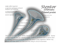 Stentor Fact