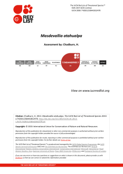 Masdevallia atahualpa