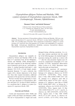 Glyptophidium effulgens Nielsen and Machida, 1988, a junior