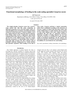 Functional morphology of feeding in the scale