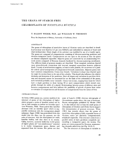 the grana of starch-free chloroplasts of nicotiana rustica