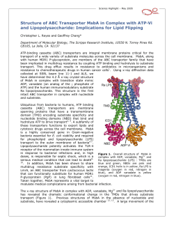Structure of ABC Transporter MsbA in Complex with ATP&middot;Vi and