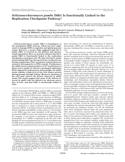 Schizosaccharomyces pombe Ddb1 Is functionally