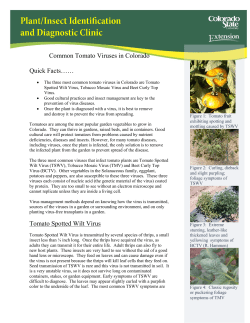 Common Tomato Viruses in Colorado Quick Facts&hellip;&hellip; Tomato
