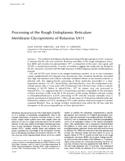 Processing Membrane of the Rough Endoplasmic Reticulum