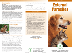 External Parasites