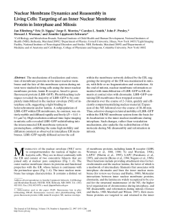 Nuclear Membrane Dynamics and Reassembly in