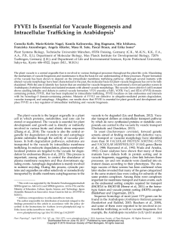 FYVE1 Is Essential for Vacuole Biogenesis and