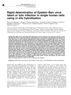 Rapid determination of Epstein&ndash;Barr virus latent or lytic infection in