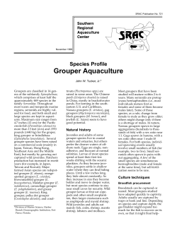 Species Profile Grouper Aquaculture