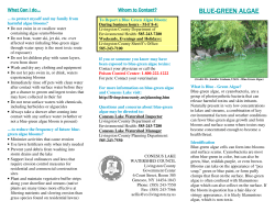 blue-green algae green algae green algae