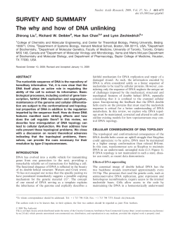 SURVEY AND SUMMARY The why and how of DNA unlinking