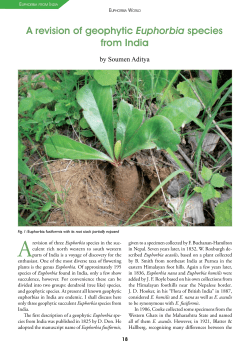 A revision of geophytic Euphorbia species from India