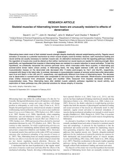RESEARCH ARTICLE Skeletal muscles of hibernating brown bears