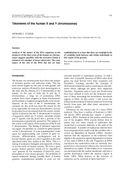 Telomeres of the human X and Y chromosomes