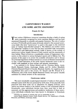 carnivorous walrus and some arctic zoonoses