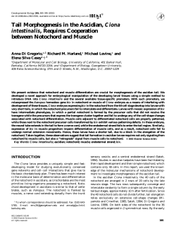 Tail Morphogenesis in the Ascidian, Ciona