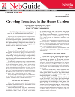 Growing Tomatoes in the Home Garden
