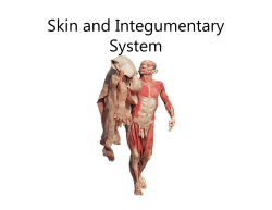 Skin and Integumentary System