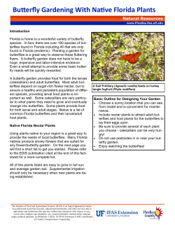 Butterfly Gardening With Native Florida Plants