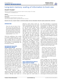 Long-term memory: scaling of information to brain size