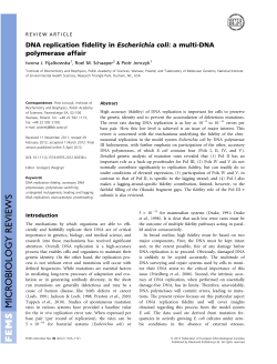 DNA replication fidelity in Escherichia coli