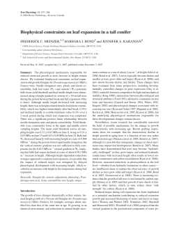 Biophysical constraints on leaf expansion in a tall conifer