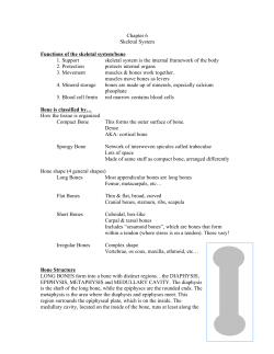 Chapter 6 Skeletal System Functions of the skeletal system/bone 1