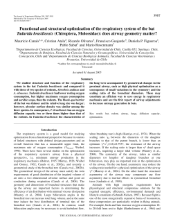 Functional and structural optimization of the respiratory system of the