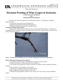 Dormant Pruning of Wine Grapes in Kentucky