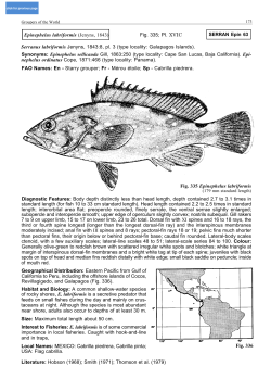 Epinephelus labriformis (Jenyns , 1843)