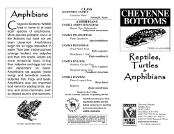 Cheyenne Bottoms Reptiles and Amphibians
